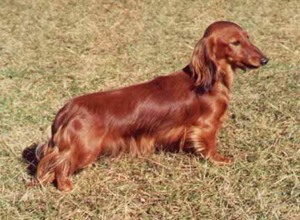 Jez.dlouh.trp. JCh Perameles z Debry / Miniature longhaired dachshund JCh Perameles z Debry